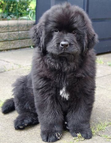 A Newfoundland puppy at 8 weeks