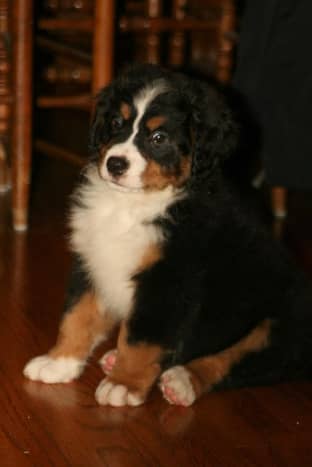 A Bernese Mountain Dog puppy