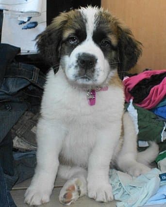 A St. Bernard puppy