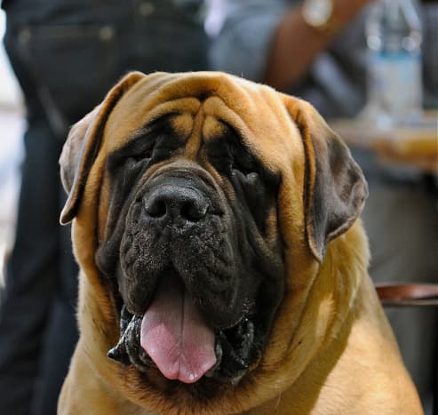 The English Mastiff is an easy dog to love.