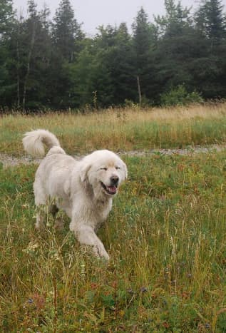 A Great Pyrenees outside