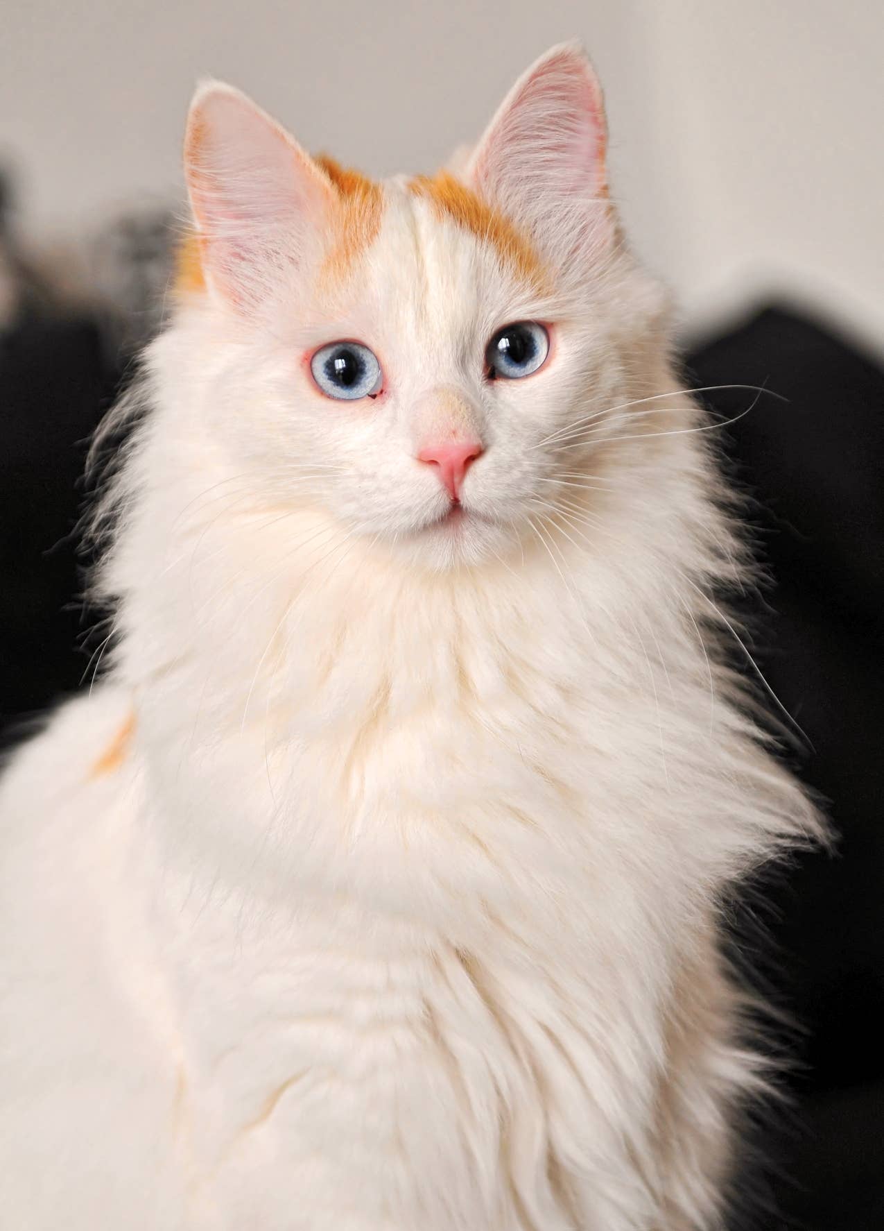 7+ Bicolor Pattern Variations in Cats (And Why They Occur) - PetHelpful