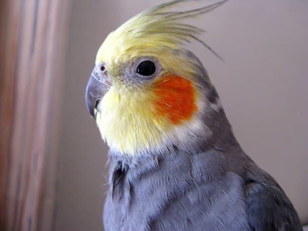 Pets at home cockatiel discount