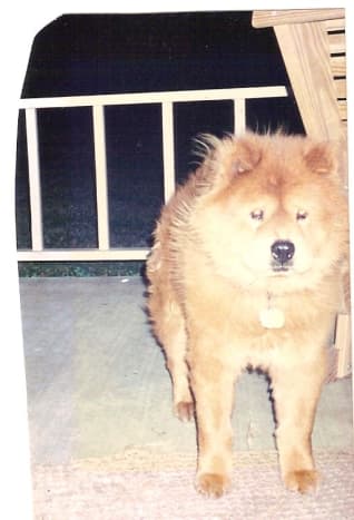 Raising a chow chow cheap