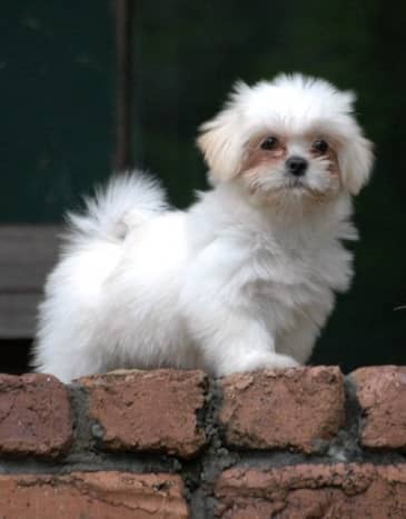 Small guard dog breeds on sale