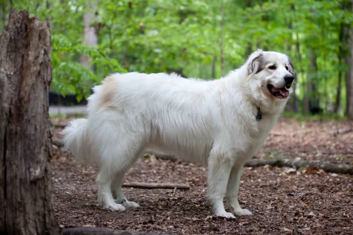 What is the best dog food for great pyrenees cheap