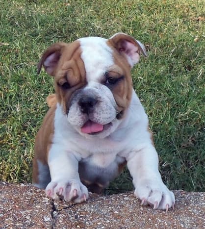 Puppy apartment medium cheap
