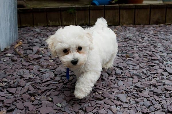 7 Small Dogs That Are Great for Families and a Few That Aren t PetHelpful