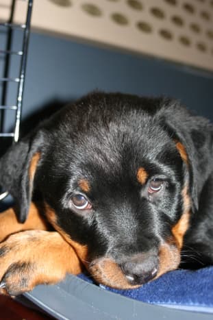 Training a puppy without a crate cheap