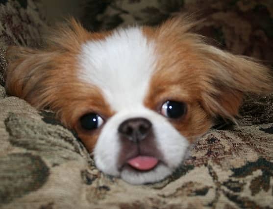 Small white japanese dog cheap