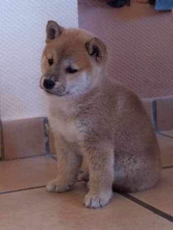 Small dogs that dont bark much outlet