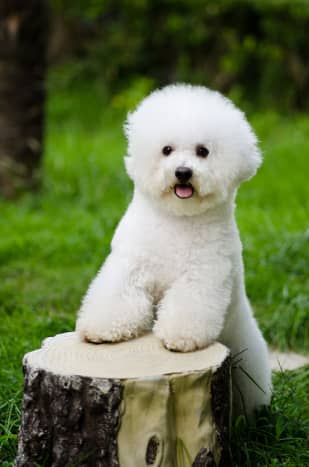 Small white toy dog cheap