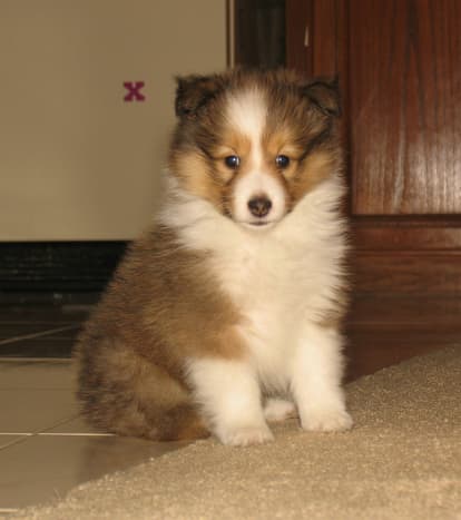 Small collies hot sale