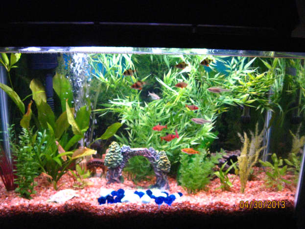 Tropical tank hot sale