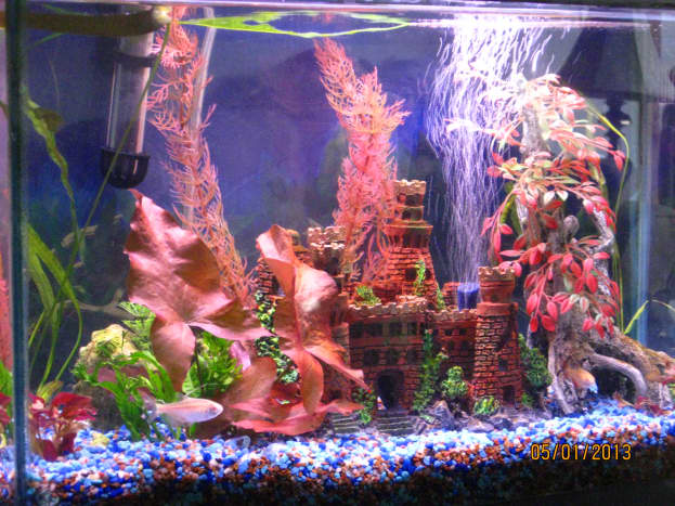 How to Start a Freshwater Tropical Aquarium PetHelpful