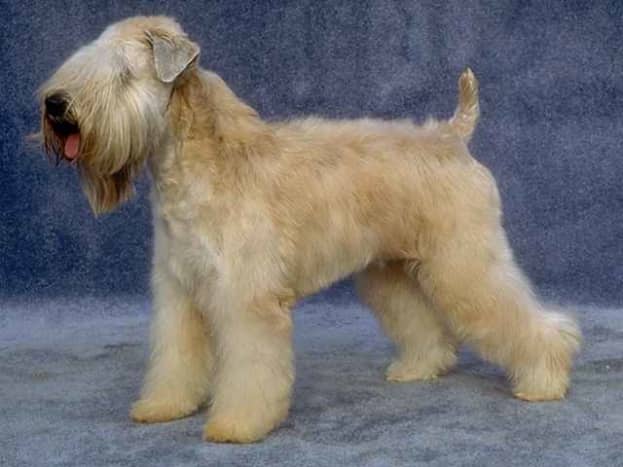 Irish soft coated wheaten terrier in not cheap