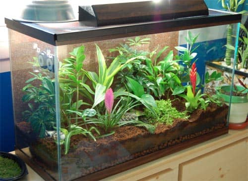 How to Set Up a Simple or Natural Crested Gecko Enclosure PetHelpful