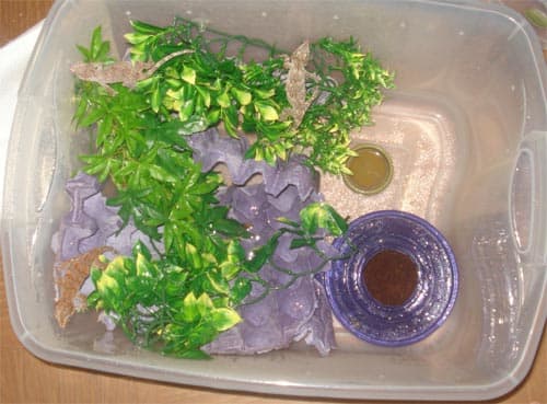 Cheap crested gecko enclosure discount