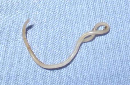 White worms in dog poop treatment hot sale