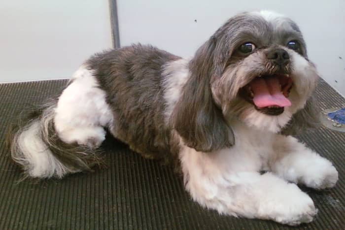 Lessons From a Groomer What Is a Teddy Bear Cut PetHelpful