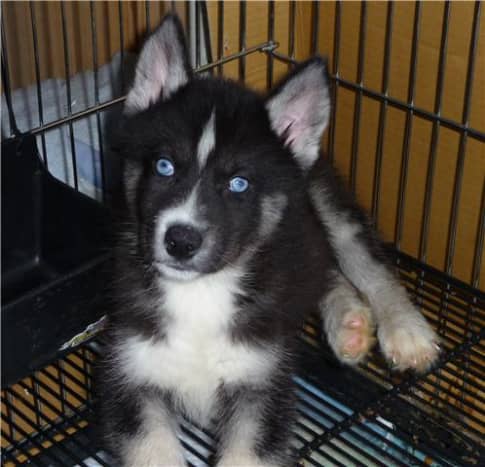The Differences Between a Siberian and a Quality Siberian PetHelpful