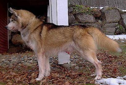 Sable and white husky best sale