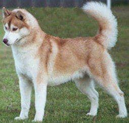 White and gold husky discount