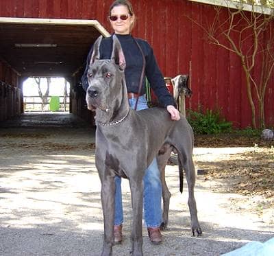 Top 16 Big Dog Breeds PetHelpful