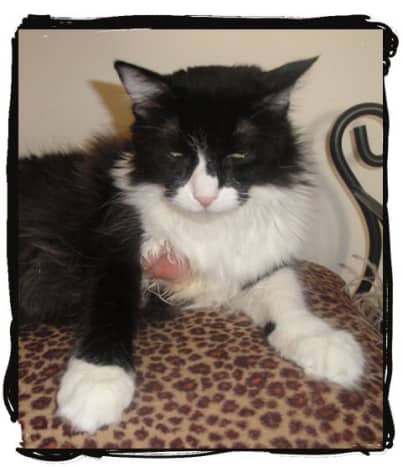 Cat hot spot remedy sales