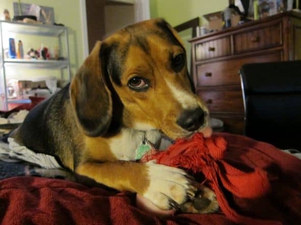 Challenging toys for beagles clearance