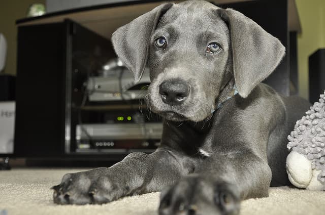 7 Best Dog Breeds for First Time Owners PetHelpful