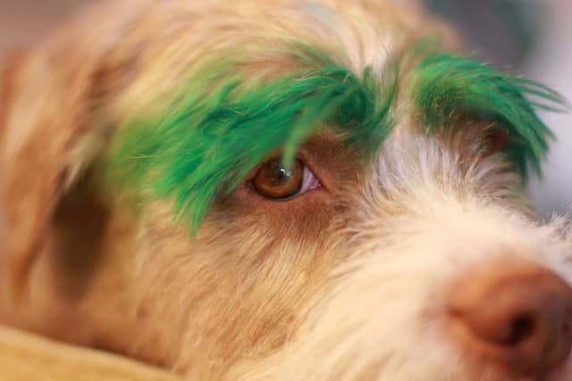 My dog ate hair dye shop