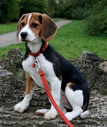 Top 5 English Hound Dogs PetHelpful