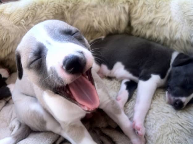 The Top 6 Medium Sized Dog Breeds for an Apartment PetHelpful