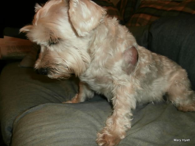 Spider bite on dog treatment outlet