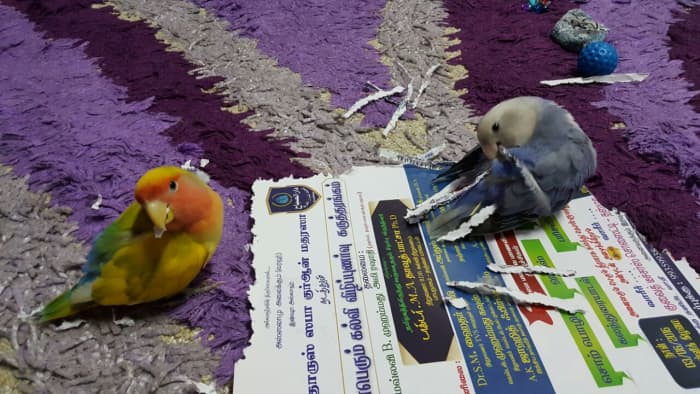 Lovebird nesting discount