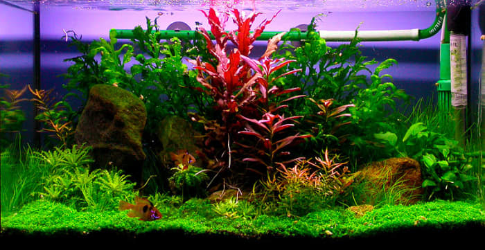 Aquarium fake plants sale