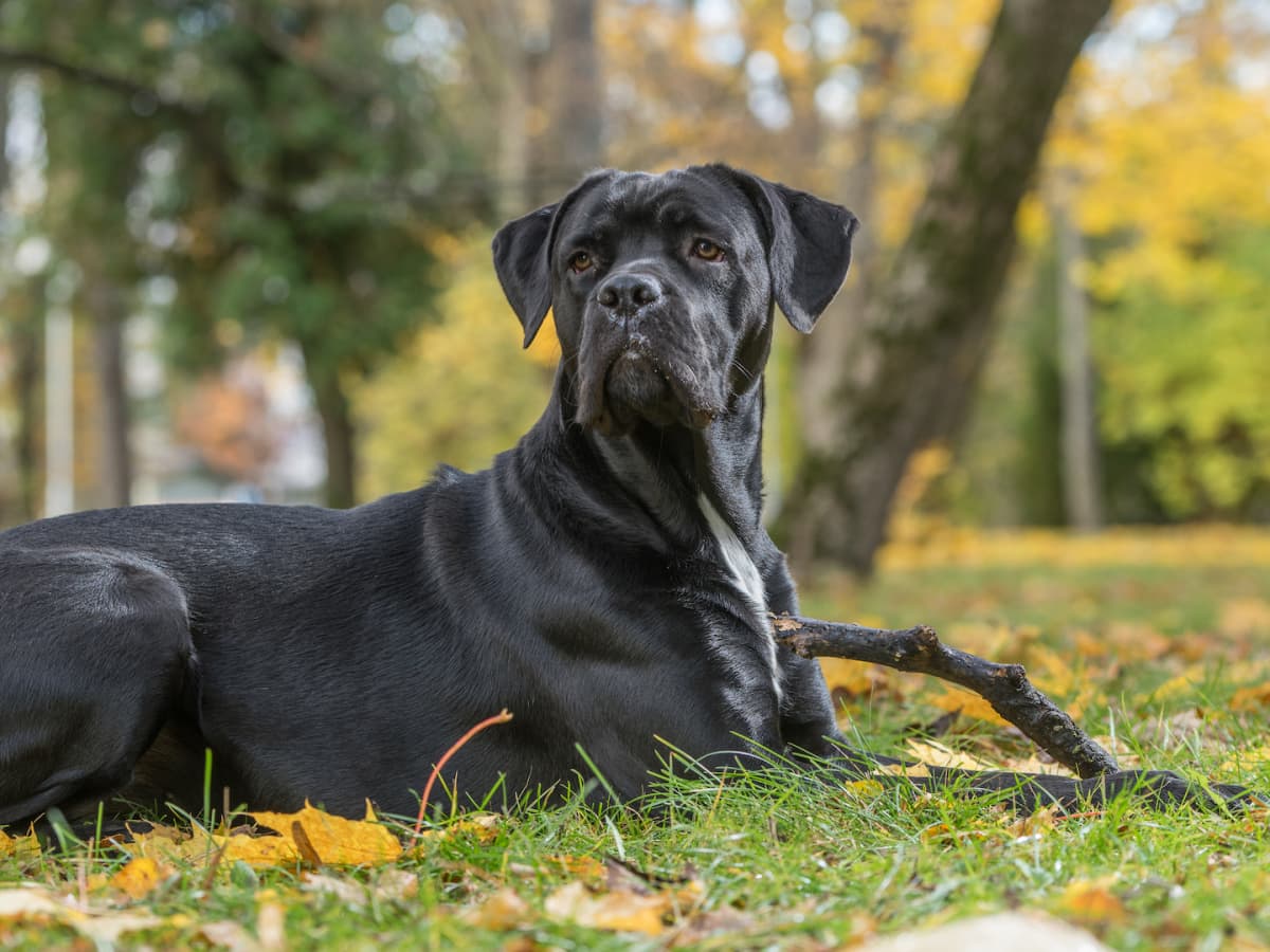 Huge Cane Corso's Annoyance Over Parents Putting up a Baby Gate Is