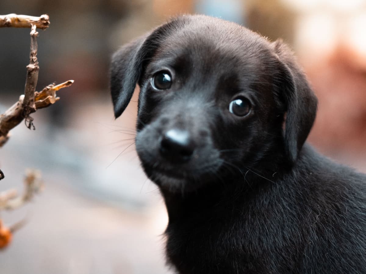 EVACUATED AFTER NEW PUPPY COMES HOME 😱😵 Labradoodle puppy reveal 