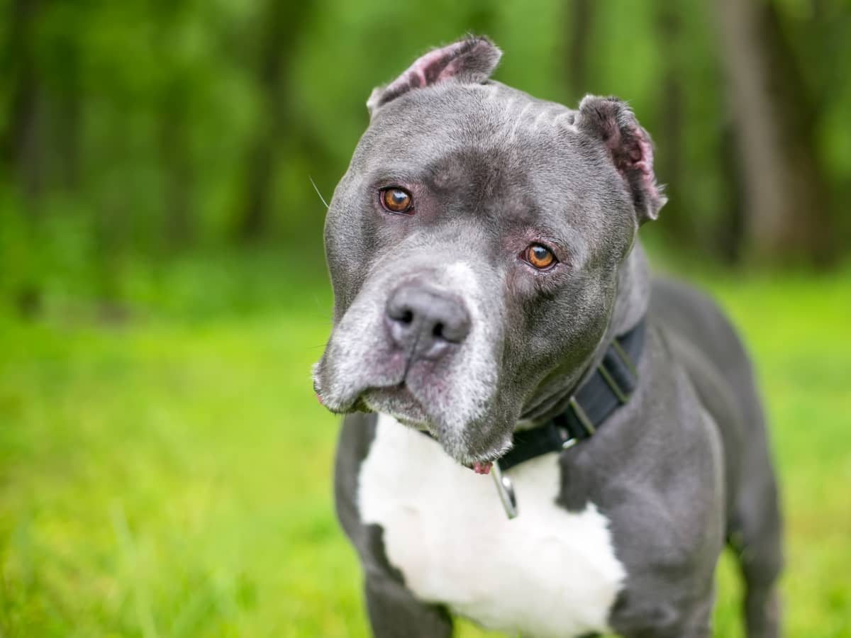 American XL bully dogs to join banned breeds list from December 31,  government confirms
