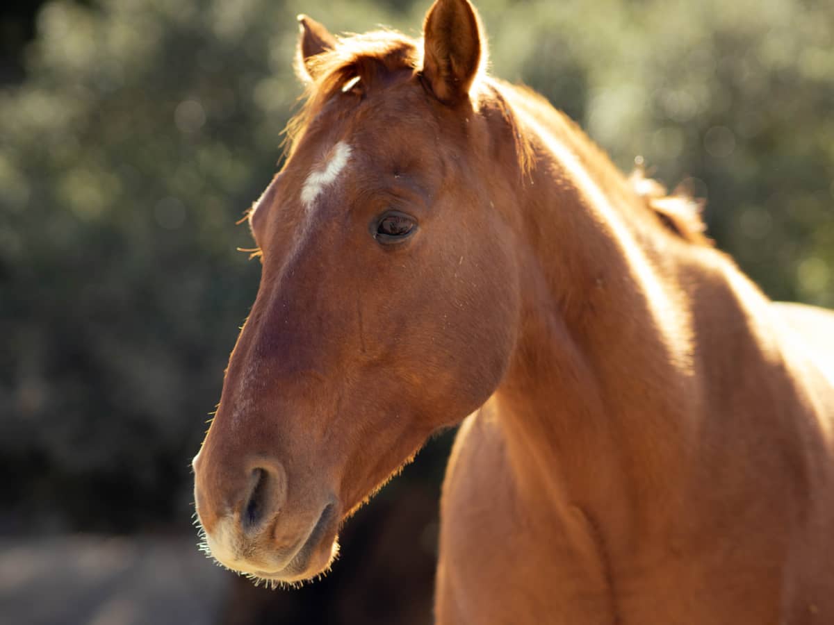 Such a sweetheart': Beacon Hill Children's Farm mourns loss of beloved  miniature horse