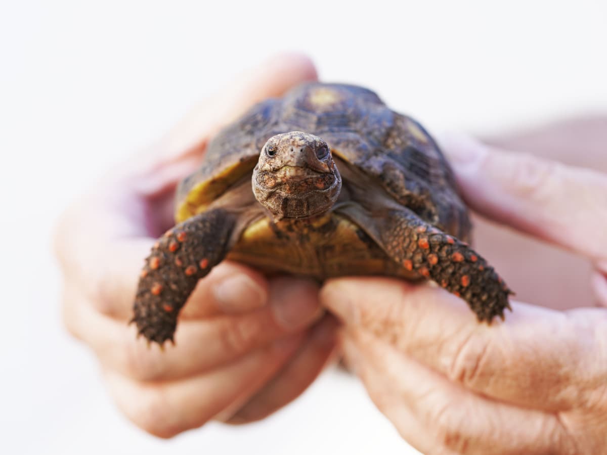 Pet Turtles for Kids: Should You Get One? - PetHelpful