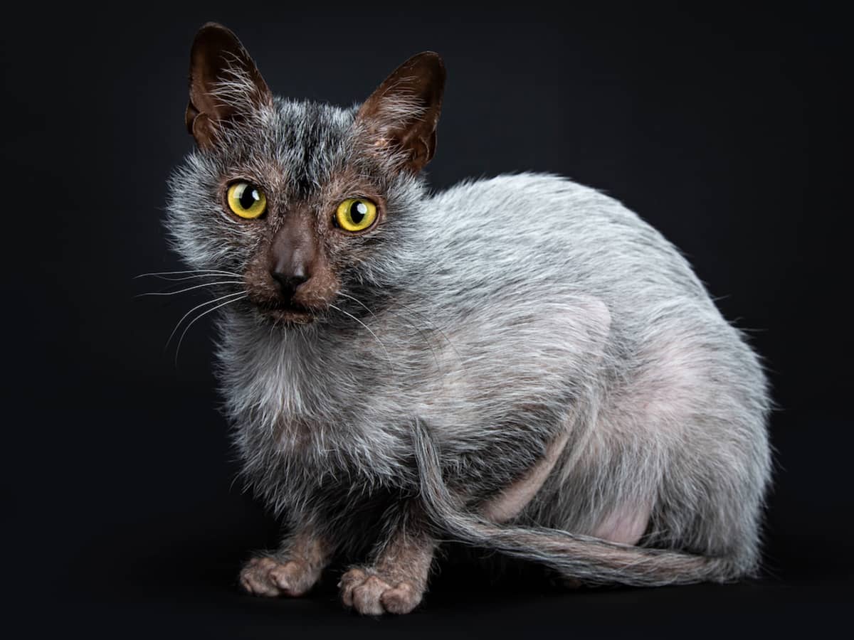 Purr-fectly Unique Feline Adventures: Discovering the Quirkiest Cat Breeds
