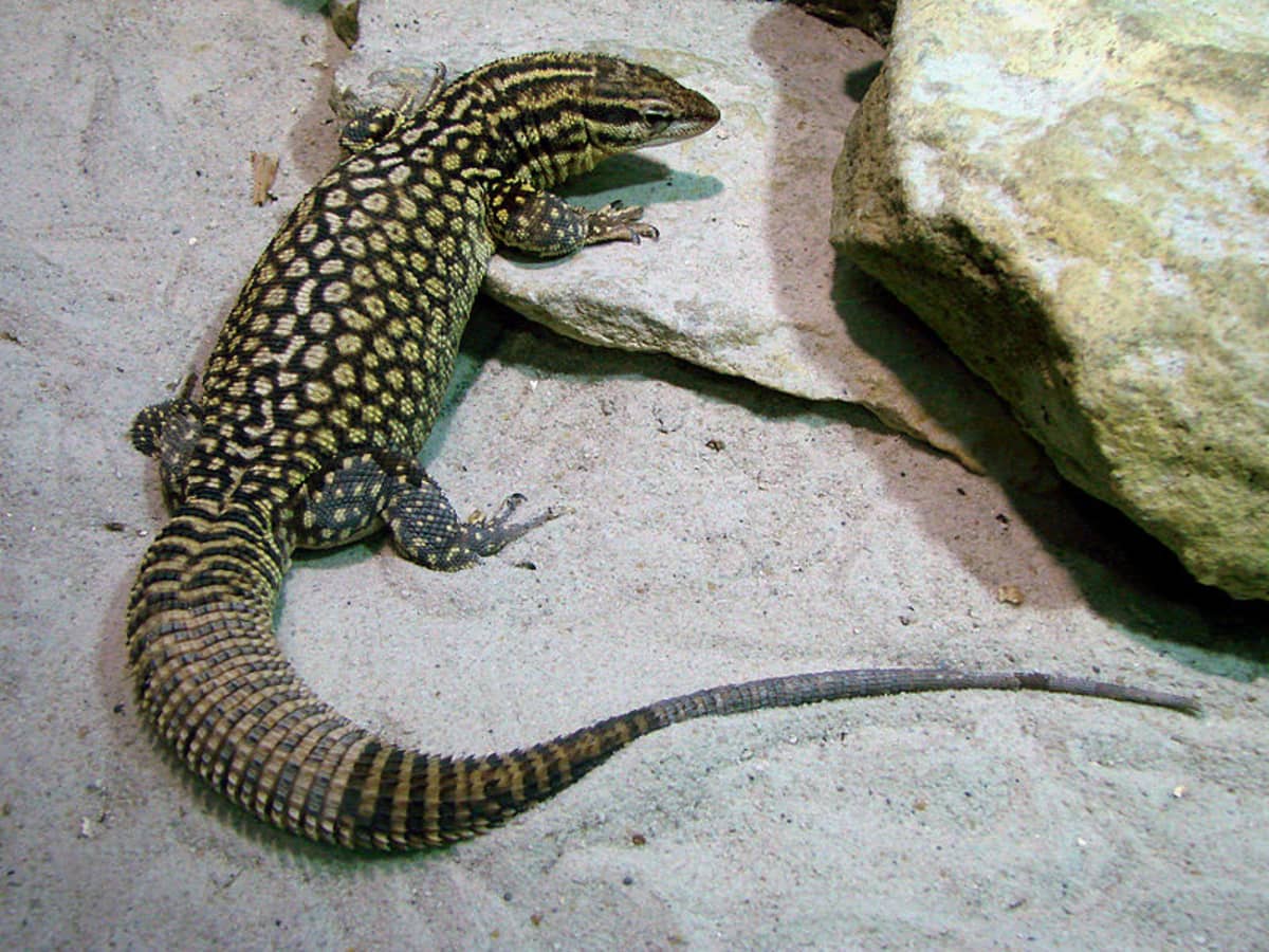 6 Best Pet Monitor Lizard Species - PetHelpful