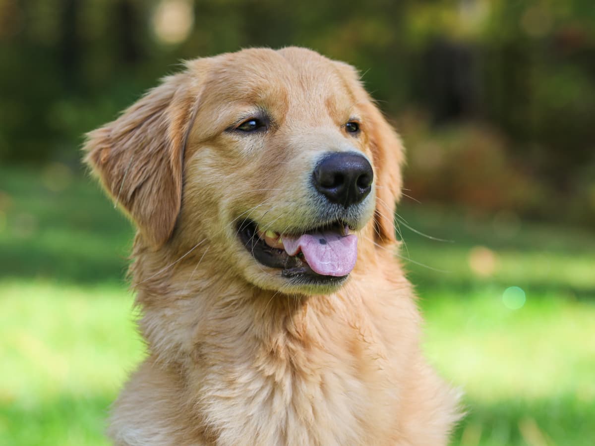 dog food truck golden retriever