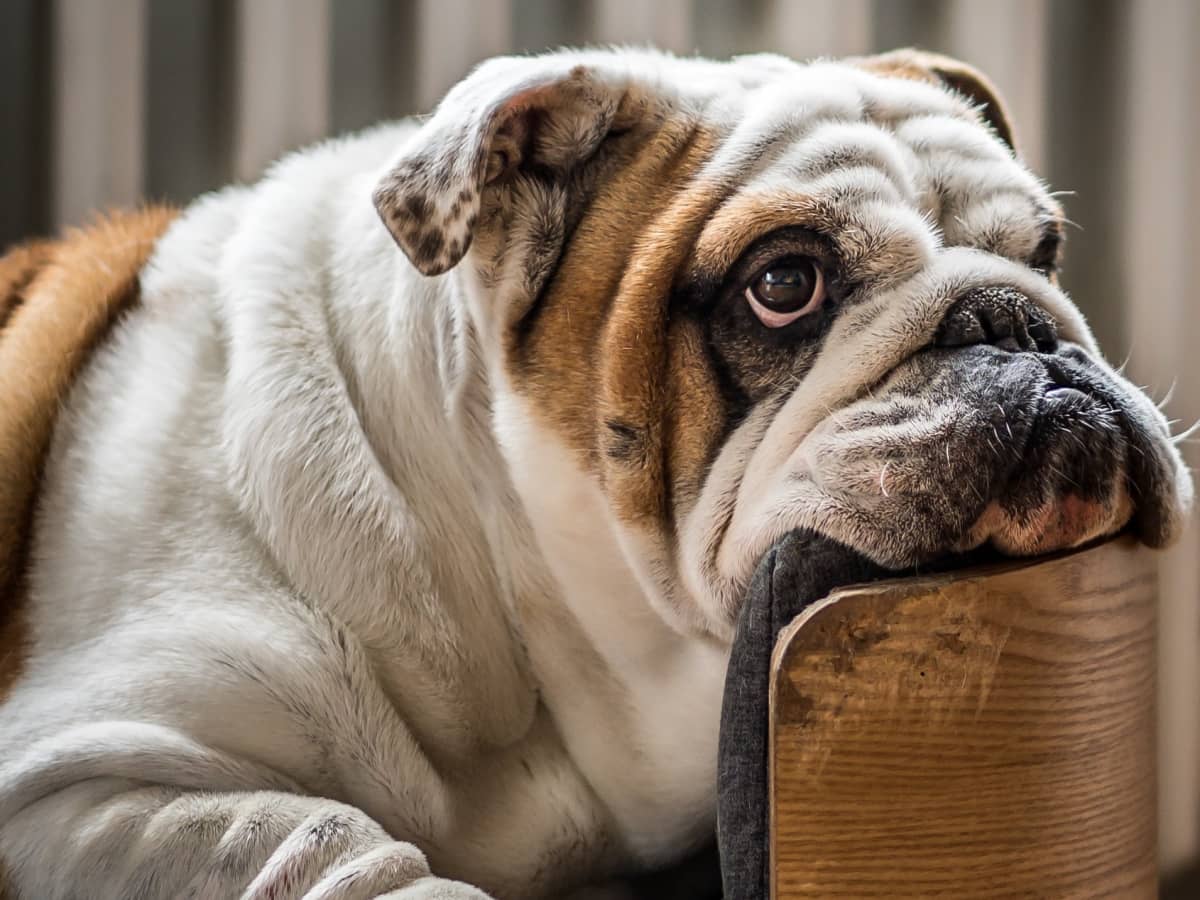 bulldog eating chips