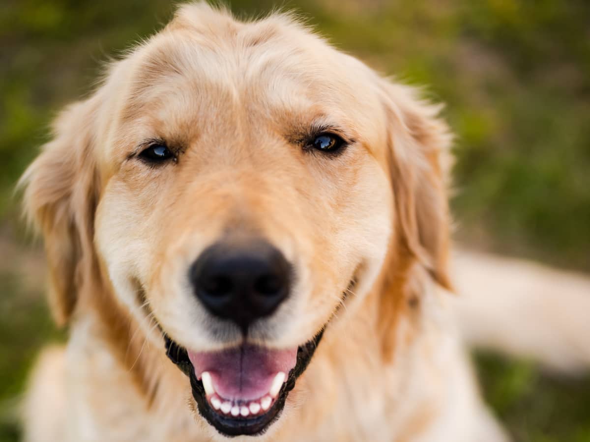 Golden Retriever Puppy Meeting Her New Lab Sibling Is Giving People the  Feels