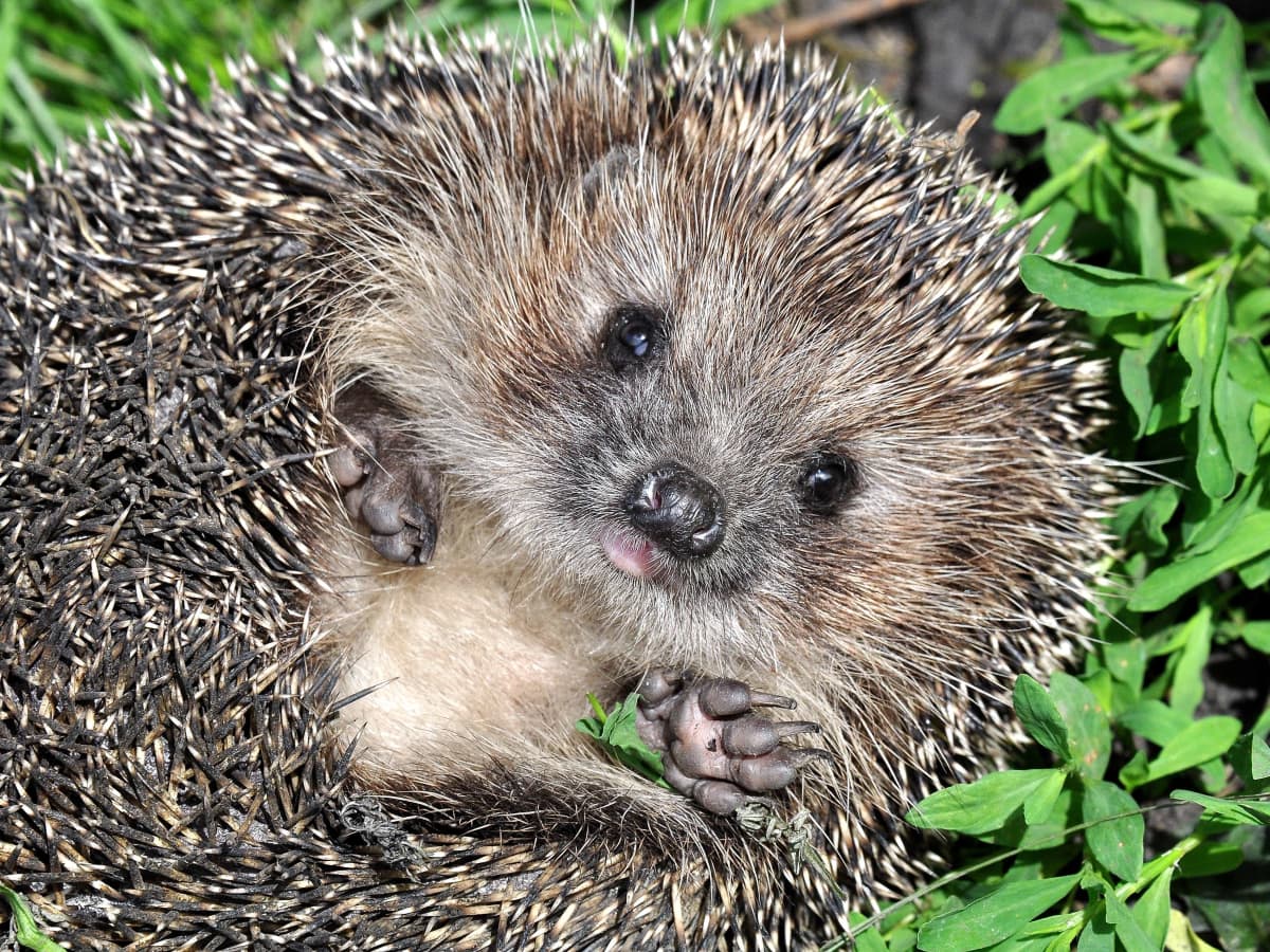 Adorable Hedgehog Enjoying the Sun Is the Definition of Chill - PetHelpful  News