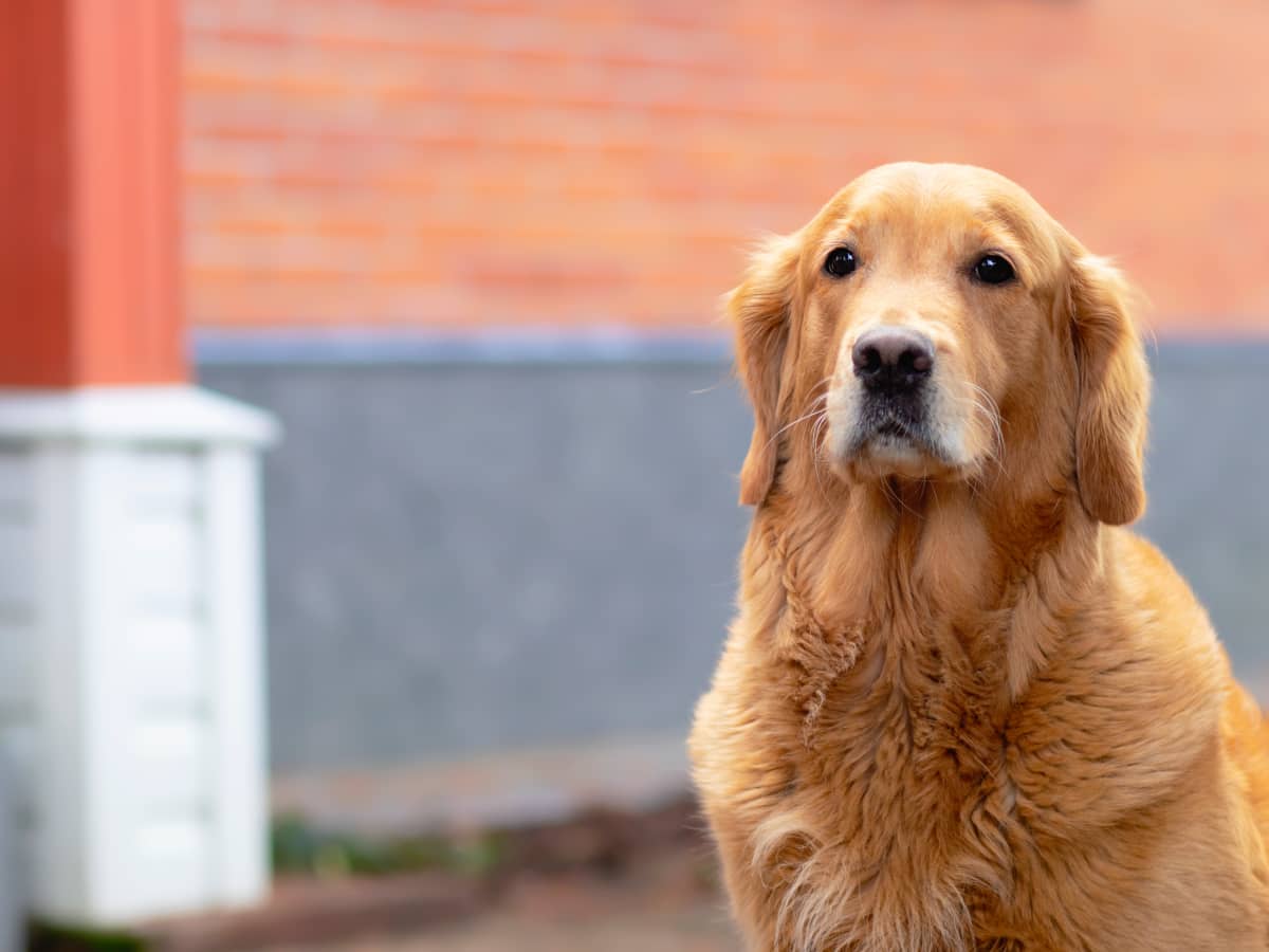 Things You Should Know About Owning a Golden Retriever - PetHelpful