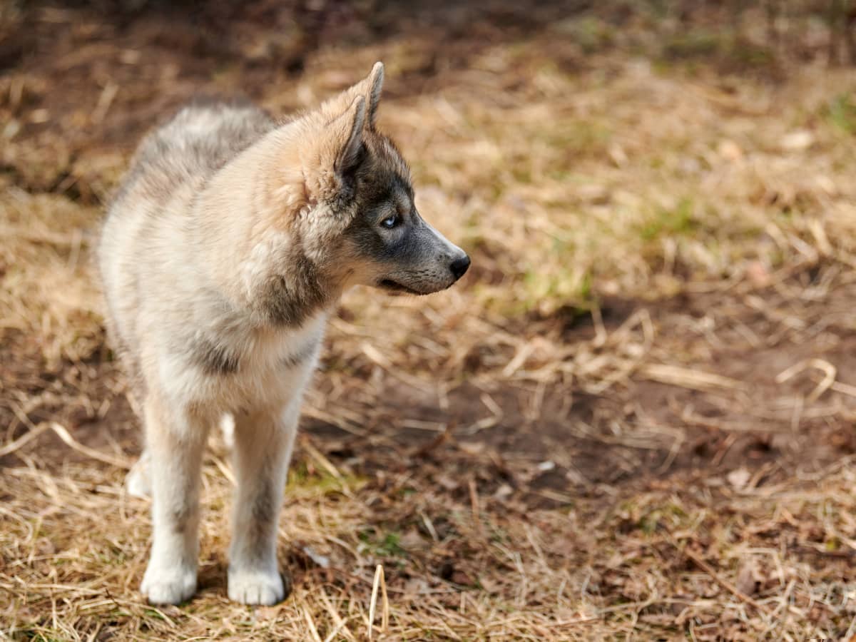 fox wolf hybrid puppy